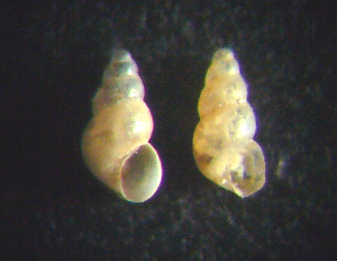 Pusillina?
